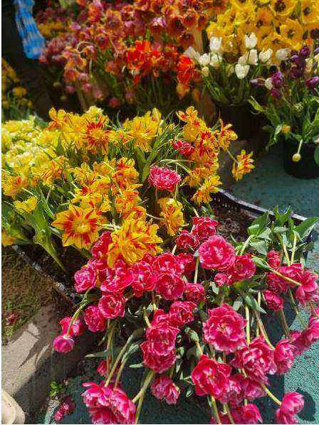 premium roses