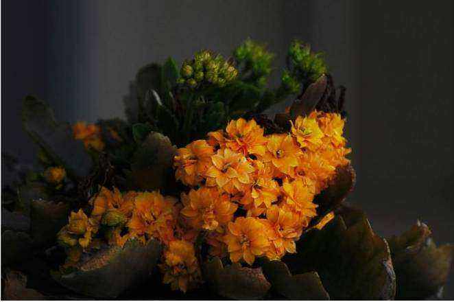 Corporate floral gifting